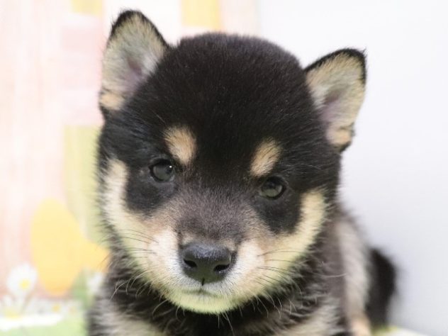 大阪府の豆柴 (アミーゴ鳳店/2024年6月14日生まれ/男の子/黒)の子犬