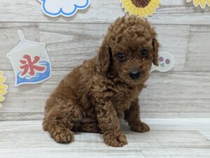 岩手県のトイプードル(トイ) (アミーゴ一関店/2024年6月20日生まれ/男の子/レッド)の子犬