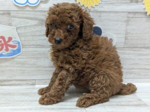 岩手県のトイプードル(トイ) (アミーゴ一関店/2024年6月20日生まれ/女の子/レッド)の子犬