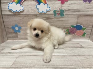 岩手県のハーフ犬・ミックス犬 (アミーゴ一関店/2024年4月18日生まれ/男の子/クリーム)の子犬