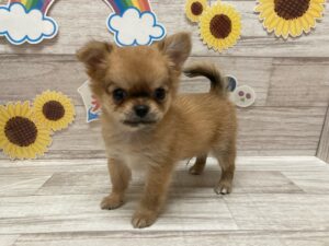 秋田県のチワワ(ロング) (アミーゴ横手店/2024年5月23日生まれ/男の子/レッド)の子犬