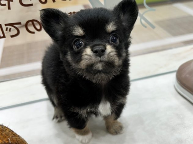 岡山県のチワワ(ロング) (アミーゴ妹尾店/2024年6月10日生まれ/女の子/ブラックタン)の子犬