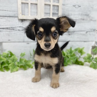 石川県のハーフ犬・ミックス犬 (アミーゴ金沢おこばた店/2024年7月4日生まれ/女の子/ブラックタン)の子犬