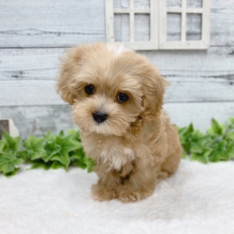 石川県のハーフ犬・ミックス犬 (アミーゴ金沢おこばた店/2024年7月3日生まれ/男の子/ホワイトアプリコット)の子犬