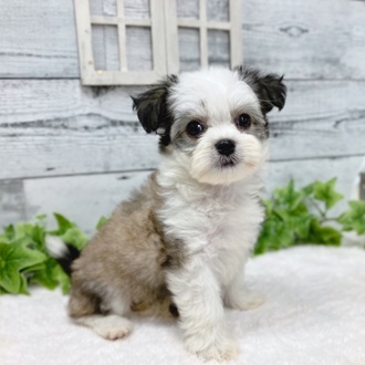 石川県のハーフ犬・ミックス犬 (アミーゴ金沢おこばた店/2024年7月10日生まれ/女の子/フォーンホワイト)の子犬