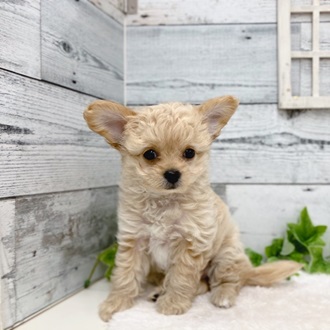 石川県のハーフ犬・ミックス犬 (アミーゴ金沢おこばた店/2024年7月14日生まれ/女の子/アプリコット)の子犬