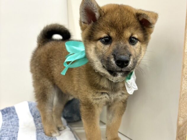 富山県の柴犬(標準サイズ) (アミーゴ高岡蓮花寺店/2024年7月13日生まれ/男の子/赤)の子犬