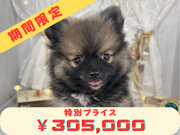 香川県のハーフ犬・ミックス犬 (アミーゴ屋島店/2024年7月9日生まれ/男の子/ウルフセーブル)の子犬