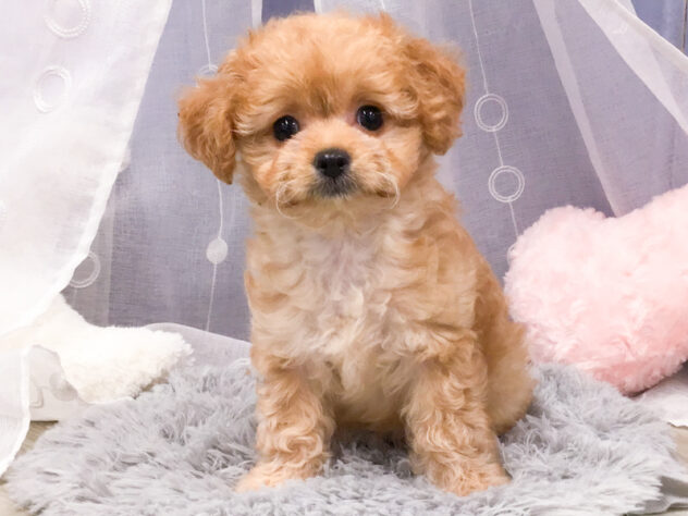 愛知県のハーフ犬・ミックス犬 (アミーゴ知立店/2024年7月26日生まれ/女の子/茶)の子犬