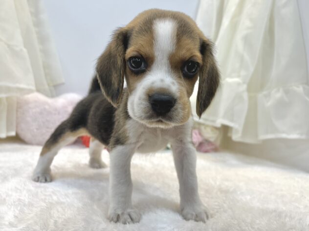 兵庫県のビーグル (アミーゴ姫路飾磨店/2024年7月6日生まれ/男の子/ハウンドカラー)の子犬