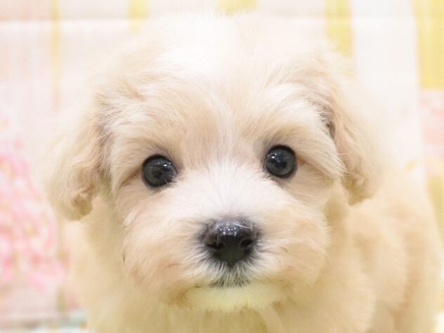 大阪府のハーフ犬・ミックス犬 (アミーゴ鳳店/2024年7月16日生まれ/男の子/クリーム)の子犬