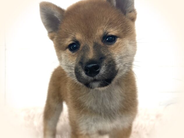 岡山県の豆柴 (アミーゴ津山店/2024年7月28日生まれ/女の子/赤)の子犬