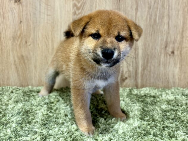 広島県の柴犬(標準サイズ) (アミーゴ広島商工センター店/2024年7月16日生まれ/男の子/赤)の子犬