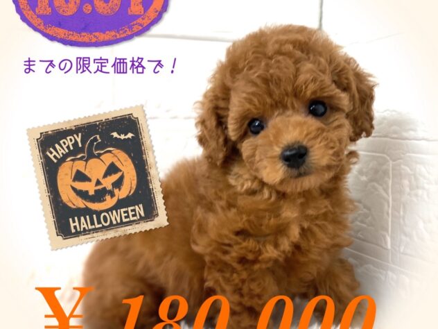 岡山県のトイプードル(トイ) (アミーゴ津山店/2024年7月24日生まれ/男の子/レッドフォーン)の子犬