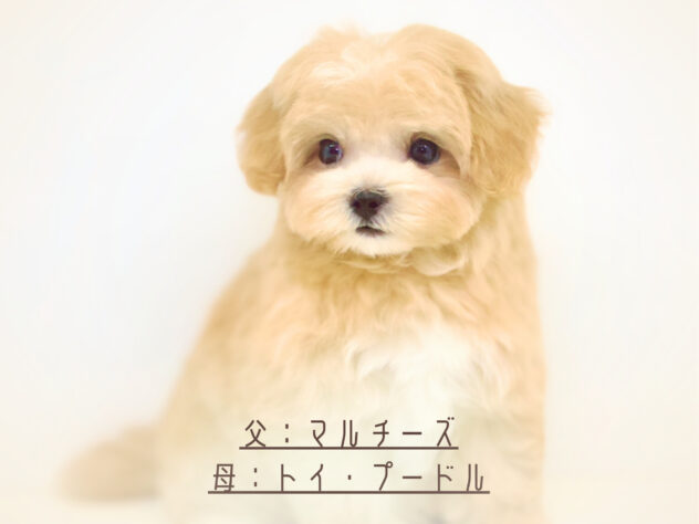 岡山県のハーフ犬・ミックス犬 (アミーゴ大安寺店/2024年6月23日生まれ/女の子/クリーム)の子犬