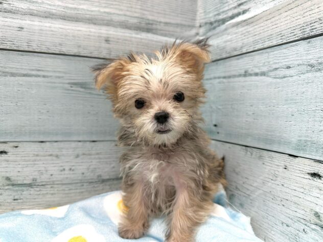 2024年7月23日生まれのハーフ犬・ミックス犬