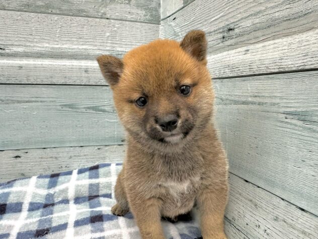 徳島県の豆柴 (アミーゴ北島店/2024年7月30日生まれ/男の子/赤)の子犬