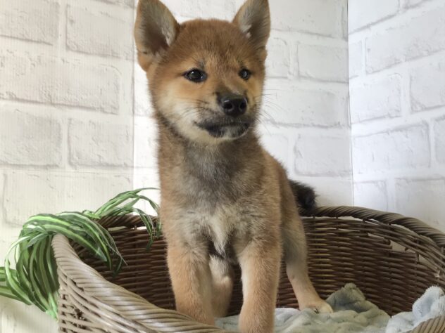 秋田県の柴犬(標準サイズ) (アミーゴ秋田茨島店/2024年6月26日生まれ/男の子/赤)の子犬