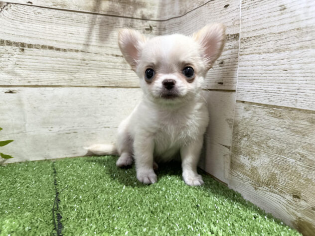 徳島県のチワワ(ロング) (アミーゴ徳島沖浜店/2024年7月9日生まれ/男の子/クリーム)の子犬