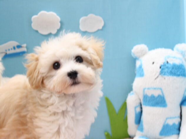 愛媛県のハーフ犬・ミックス犬 (アミーゴ今治店/2024年7月7日生まれ/男の子/クリーム)の子犬