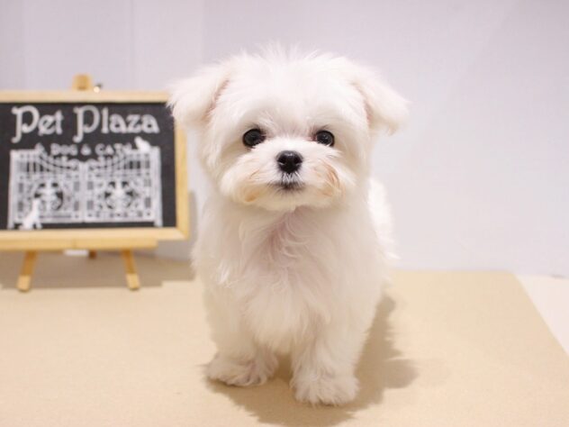 兵庫県のマルチーズ (アミーゴつかしん店/2024年8月1日生まれ/女の子/ホワイト)の子犬