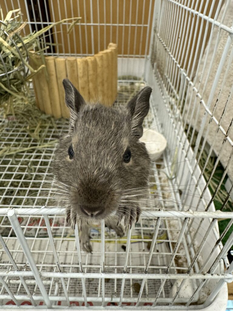 人気 爬虫類飼育ケージ レオパ（ヒョウモントカゲモドキ）里親募集のため