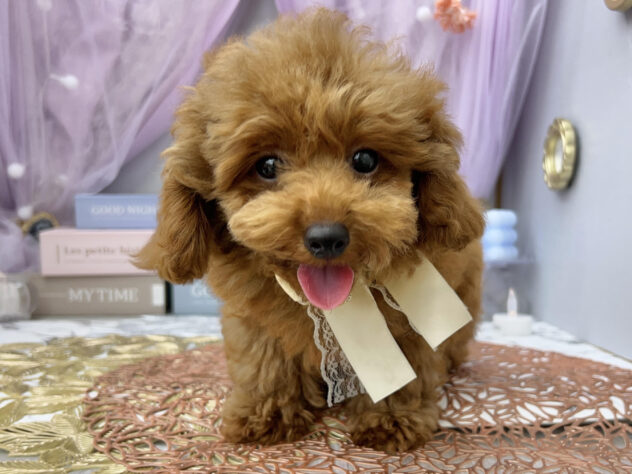 岡山県のトイプードル(トイ) (アミーゴ高屋店/2024年5月27日生まれ/女の子/レッドフォーン)の子犬