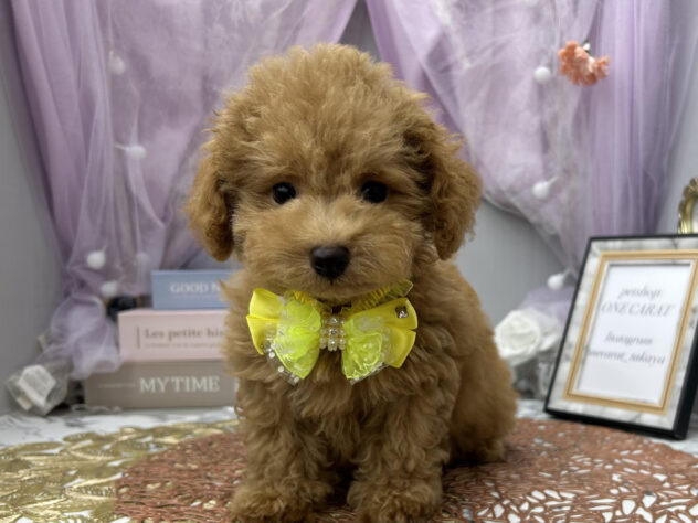 岡山県のトイプードル(トイ) (アミーゴ高屋店/2024年6月27日生まれ/男の子/オレンジフォーン)の子犬