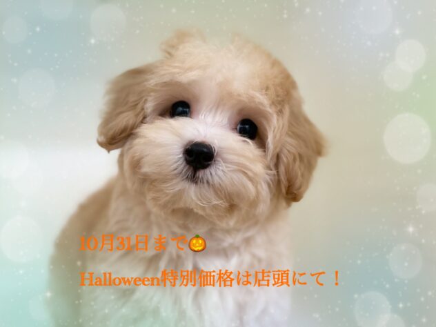 岡山県のハーフ犬・ミックス犬 (アミーゴ中庄店/2024年6月28日生まれ/男の子/クリーム)の子犬