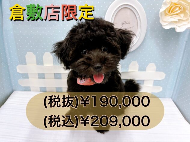 岡山県のハーフ犬・ミックス犬 (アミーゴ倉敷店/2024年6月17日生まれ/女の子/ブラック)の子犬