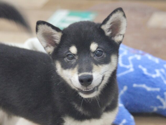 愛媛県の柴犬(標準サイズ) (アミーゴ新居浜店/2024年6月4日生まれ/女の子/黒)の子犬