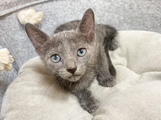 広島県のロシアンブルー (アミーゴ西条店/2024年7月31日生まれ/男の子/ブルー)の子猫