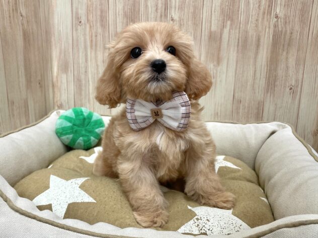 広島県のハーフ犬・ミックス犬 (アミーゴ東深津店/2024年6月22日生まれ/男の子/アプリコット)の子犬