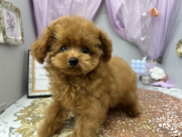 岡山県のトイプードル(トイ) (アミーゴ高屋店/2024年6月16日生まれ/男の子/レッドフォーン)の子犬