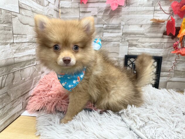 岡山県のハーフ犬・ミックス犬 (アミーゴ岡南店/2024年7月9日生まれ/男の子/チョコレートフォーン)の子犬