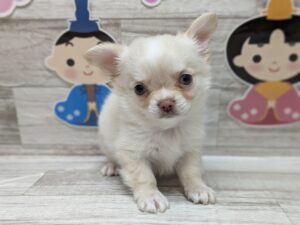 岩手県のチワワ(ロング) (アミーゴ一関店/2024年1月3日生まれ/男の子/クリーム)の子犬