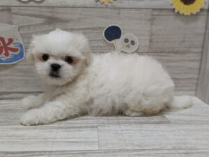 岩手県のハーフ犬・ミックス犬 (アミーゴ一関店/2024年7月1日生まれ/男の子/ホワイト)の子犬