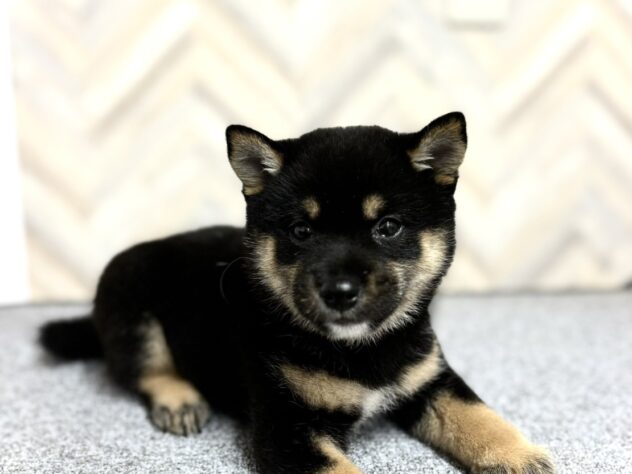 岡山県の豆柴 (アミーゴ水島店/2024年7月30日生まれ/男の子/黒)の子犬