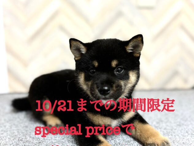 岡山県の豆柴 (アミーゴ水島店/2024年7月30日生まれ/男の子/黒)の子犬