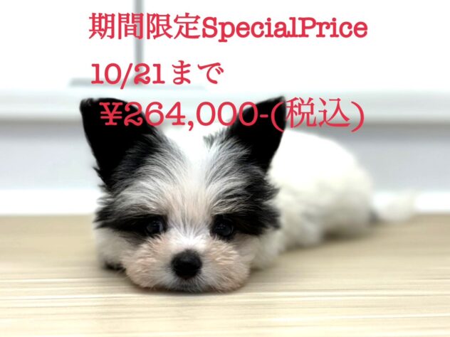 岡山県のハーフ犬・ミックス犬 (アミーゴ水島店/2024年7月8日生まれ/女の子/ホワイトブラック)の子犬