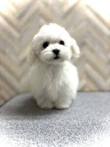 岡山県のマルチーズ (アミーゴ水島店/2024年7月16日生まれ/女の子/ホワイト)の子犬