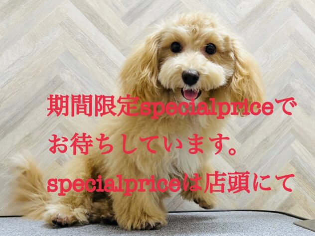 岡山県のハーフ犬・ミックス犬 (アミーゴ水島店/2024年7月7日生まれ/男の子/クリーム)の子犬