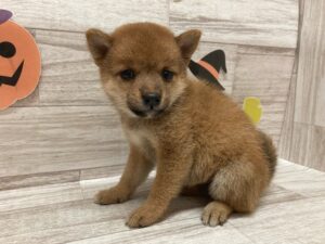 岩手県の豆柴 (アミーゴ一関店/2024年7月10日生まれ/女の子/赤)の子犬