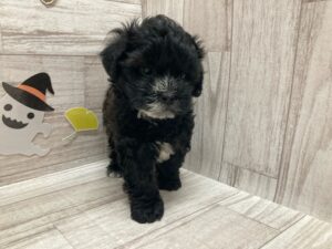 岩手県のハーフ犬・ミックス犬 (アミーゴ一関店/2024年7月26日生まれ/男の子/ブラックホワイト)の子犬