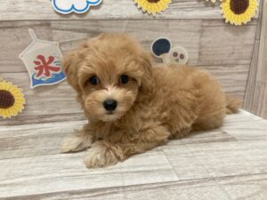 岩手県のハーフ犬・ミックス犬 (アミーゴ一関店/2024年6月25日生まれ/男の子/アプリコット)の子犬