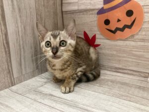 岩手県のベンガル (アミーゴ一関店/2024年7月22日生まれ/男の子/シルバースポットタビー)の子猫