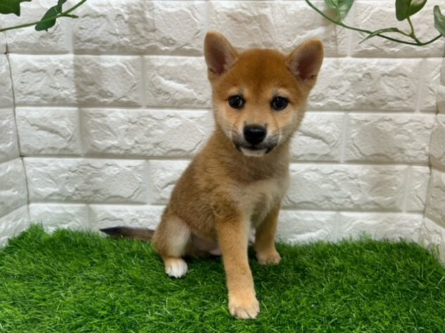 新潟県の柴犬(標準サイズ) (アミーゴ紫竹山店/2024年6月24日生まれ/男の子/赤)の子犬