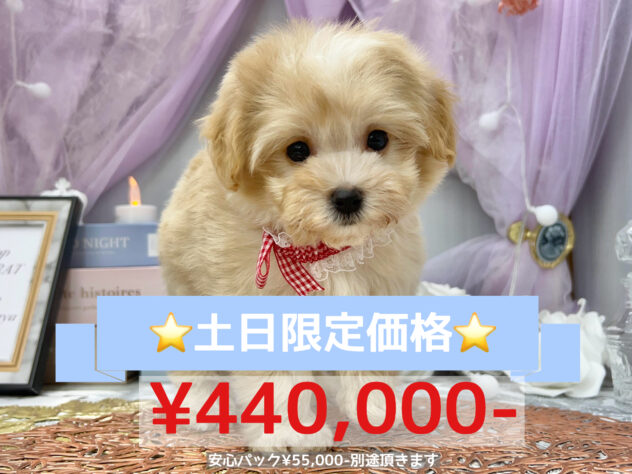 岡山県のハーフ犬・ミックス犬 (アミーゴ高屋店/2024年6月19日生まれ/女の子/クリーム)の子犬