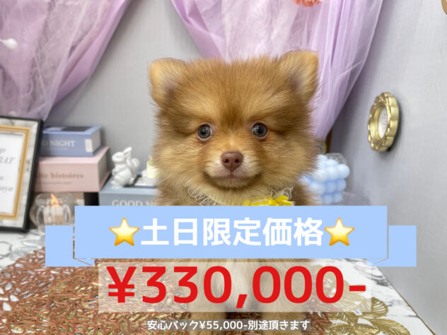 岡山県のハーフ犬・ミックス犬 (アミーゴ高屋店/2024年7月9日生まれ/男の子/チョコレートフォーン)の子犬