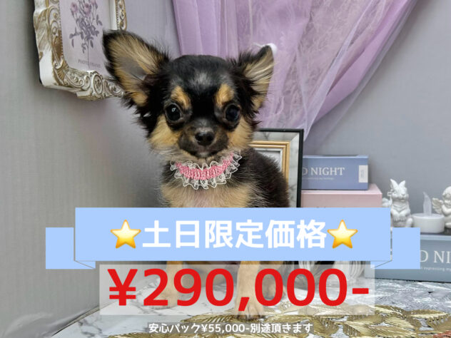 岡山県のチワワ(ロング) (アミーゴ高屋店/2024年5月4日生まれ/女の子/ブラックタン)の子犬